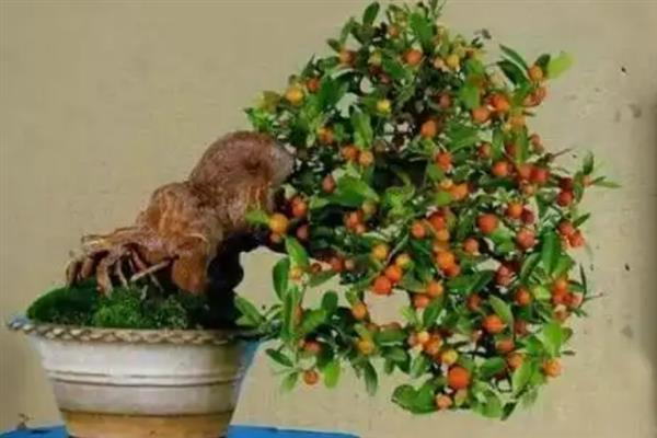 金豆盆景如何养殖，可带土上盆或裸根上盆