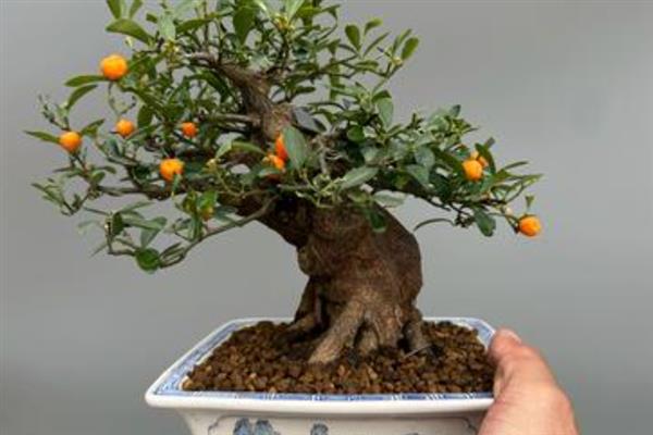 金豆盆景如何养殖，可带土上盆或裸根上盆