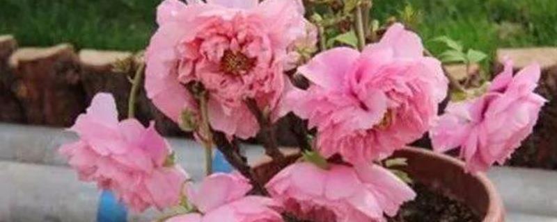 盆栽牡丹花的入室时间，夏季、冬季均要放在室内养护