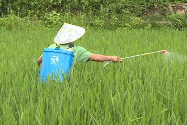 稻瘟酰胺和稻瘟灵有什么区别，稻瘟酰胺的安全性更高