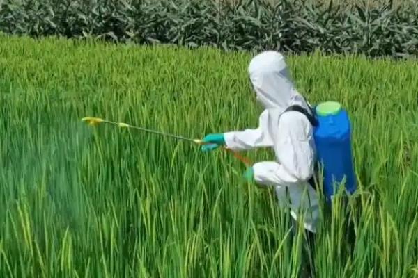 稻瘟酰胺和稻瘟灵有什么区别，稻瘟酰胺的安全性更高