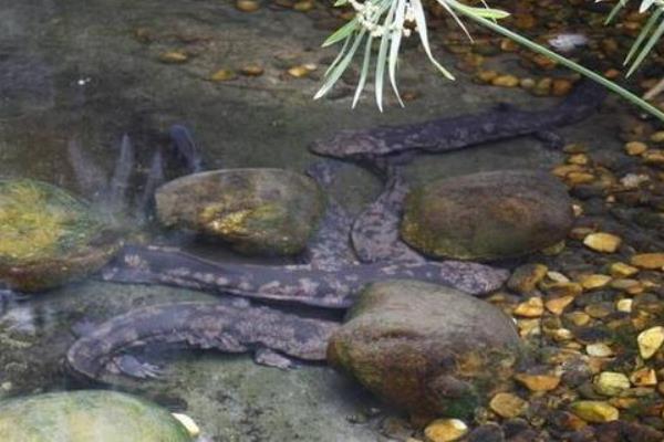 娃娃鱼的食物，以小虾、小鱼、蛙类等食物为主食