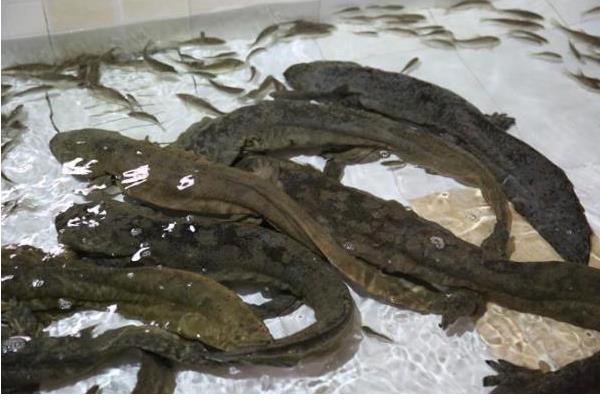 娃娃鱼的食物，以小虾、小鱼、蛙类等食物为主食