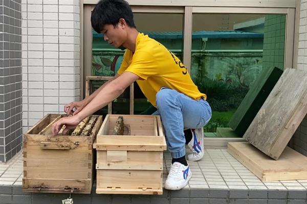 蜜蜂如何养殖，长到一定数量就要分蜂