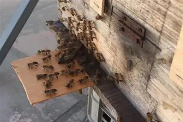 蜜蜂如何养殖，长到一定数量就要分蜂
