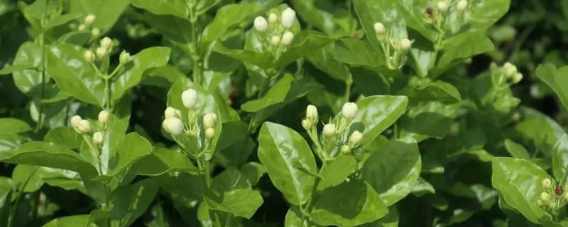 茉莉花有几个花萼，有4个花萼