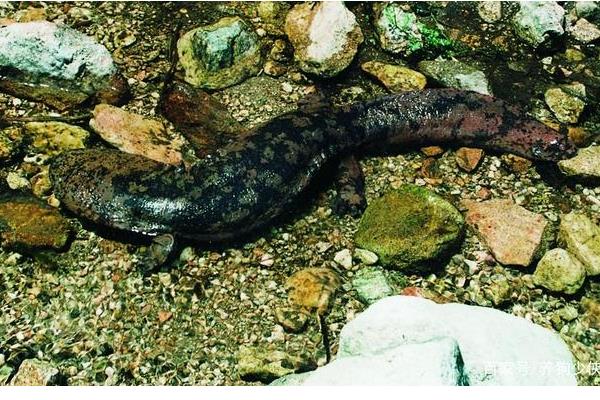 娃娃鱼的食物，以小虾、小鱼、蛙类等食物为主食