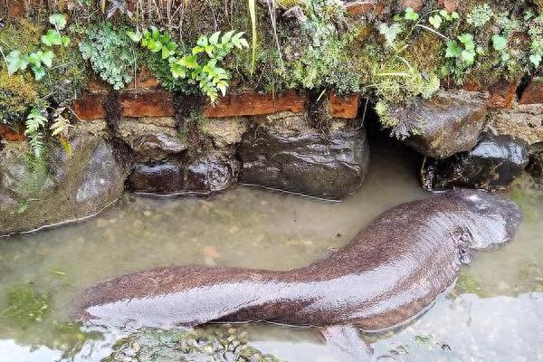娃娃鱼的食物，以小虾、小鱼、蛙类等食物为主食