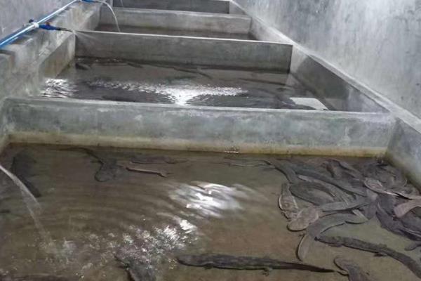 娃娃鱼的食物，以小虾、小鱼、蛙类等食物为主食