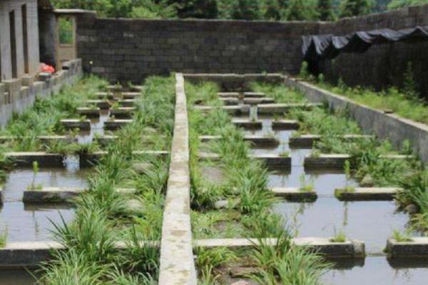 娃娃鱼的食物，以小虾、小鱼、蛙类等食物为主食