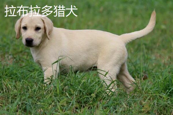 购买宠物狗有哪些注意事项，不推荐在马路边购买