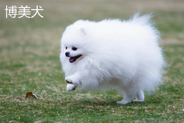 购买宠物狗有哪些注意事项，不推荐在马路边购买