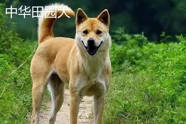 购买宠物狗有哪些注意事项，不推荐在马路边购买