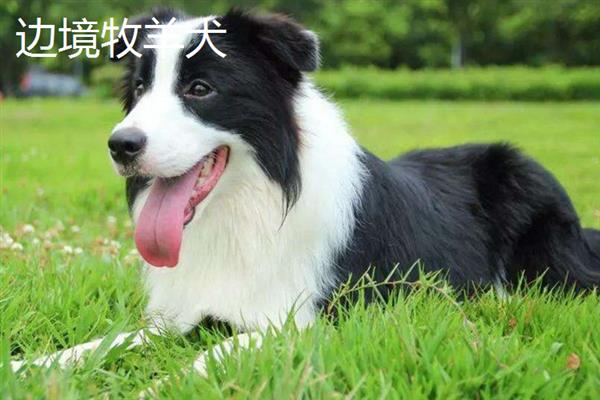 购买宠物狗有哪些注意事项，不推荐在马路边购买