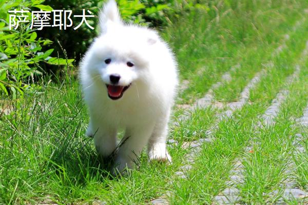购买宠物狗有哪些注意事项，不推荐在马路边购买