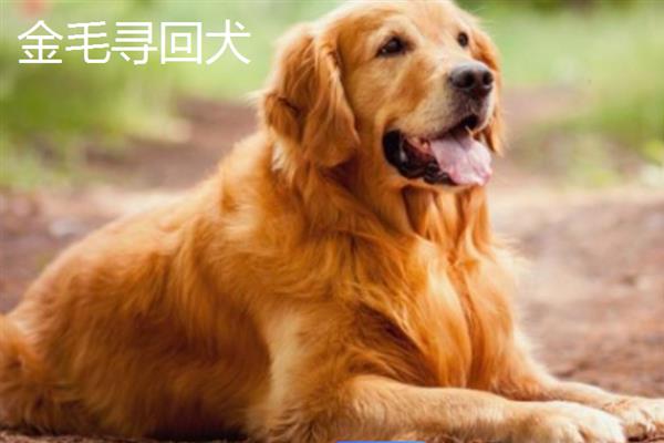 购买宠物狗有哪些注意事项，不推荐在马路边购买