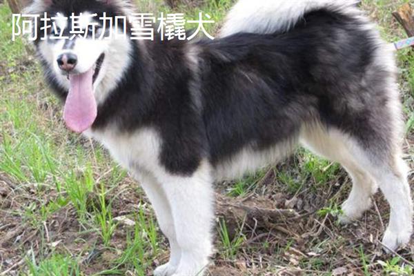 购买宠物狗有哪些注意事项，不推荐在马路边购买