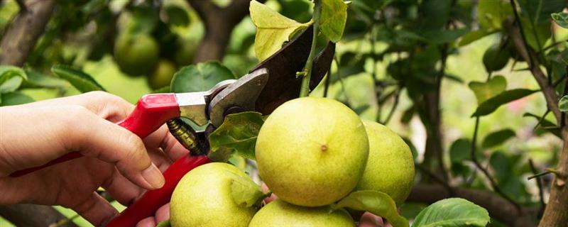 怎么修剪柠檬，对嫩梢摘心可促进分枝生长