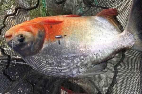 用哪种鱼钩钓淡水白鲳，以小矶钩、伊豆钩、丸世钩等钩型为宜