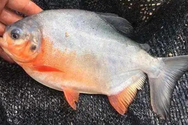 用哪种鱼钩钓淡水白鲳，以小矶钩、伊豆钩、丸世钩等钩型为宜