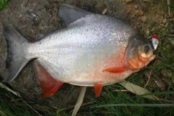 用哪种鱼钩钓淡水白鲳，以小矶钩、伊豆钩、丸世钩等钩型为宜