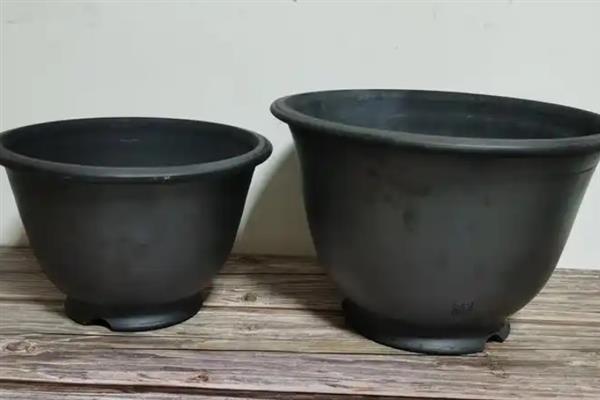 茑萝花种子如何种植，播种前将种子放进温水中浸泡一天一夜