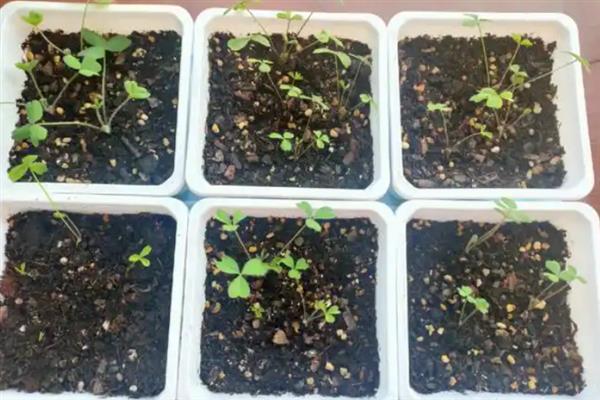茑萝花种子如何种植，播种前将种子放进温水中浸泡一天一夜