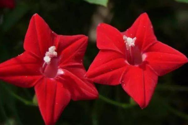 茑萝花种子如何种植，播种前将种子放进温水中浸泡一天一夜