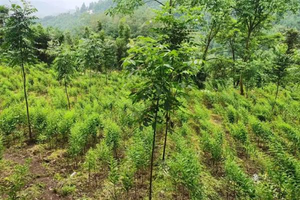 种植关黄柏用哪种土壤，以土层深厚、酸碱适宜的土壤为宜