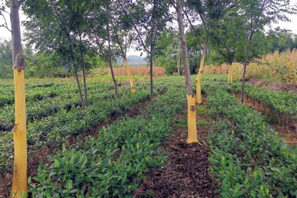 种植关黄柏用哪种土壤，以土层深厚、酸碱适宜的土壤为宜