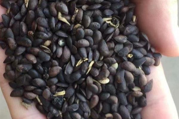 种植关黄柏用哪种土壤，以土层深厚、酸碱适宜的土壤为宜