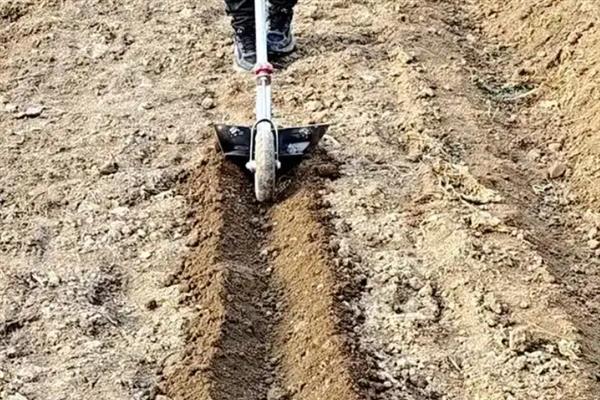 种植关黄柏用哪种土壤，以土层深厚、酸碱适宜的土壤为宜
