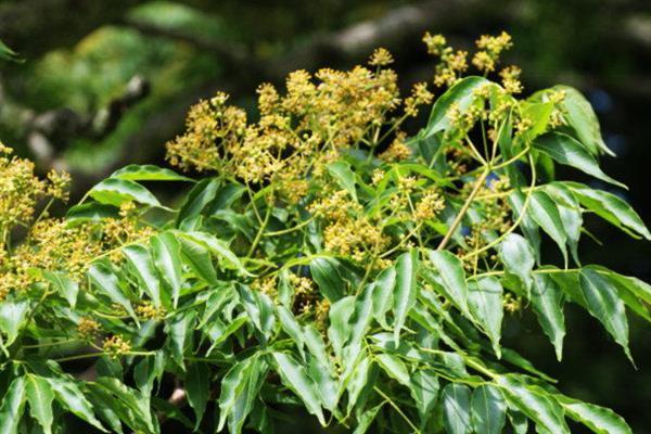 种植关黄柏用哪种土壤，以土层深厚、酸碱适宜的土壤为宜