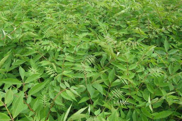 种植关黄柏用哪种土壤，以土层深厚、酸碱适宜的土壤为宜