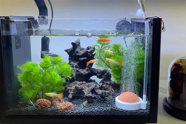 热带鱼消化不良怎么办，需要先暂停给它喂食