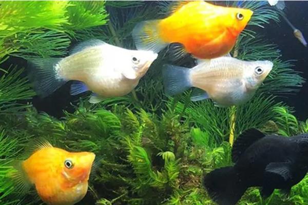热带鱼消化不良怎么办，需要先暂停给它喂食