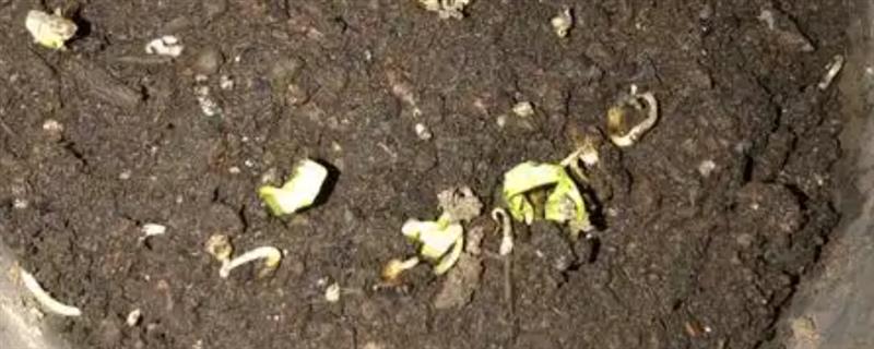 茑萝花种子如何种植，播种前将种子放进温水中浸泡一天一夜