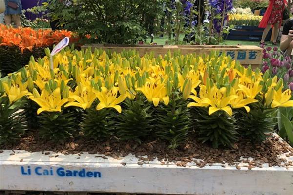 百合花如何栽培，生长前期需控制温度在15-25℃左右