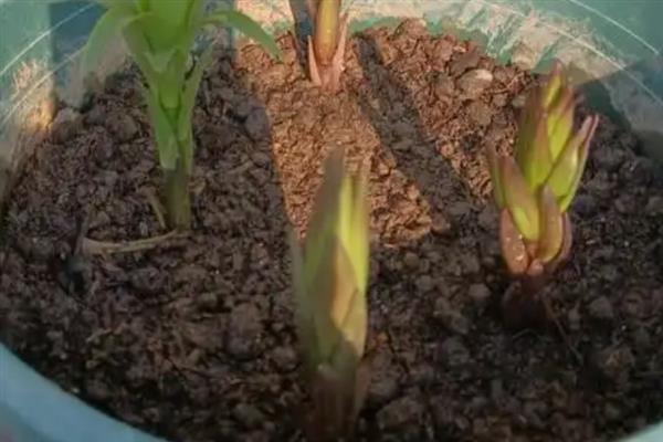 百合花如何栽培，生长前期需控制温度在15-25℃左右