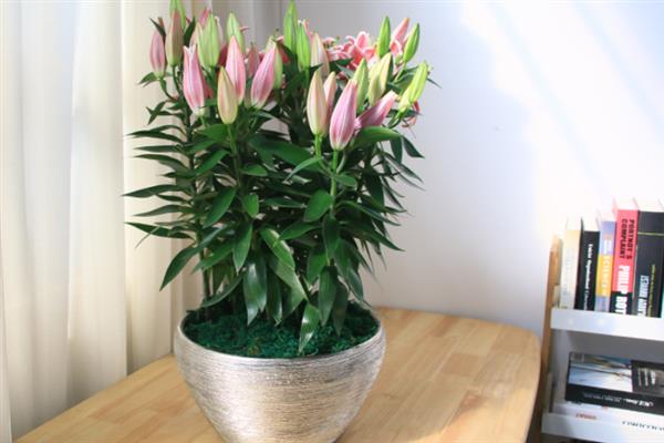 百合花如何栽培，生长前期需控制温度在15-25℃左右