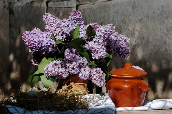 丁香花有毒吗，不含毒素但香味浓郁不宜养在室内