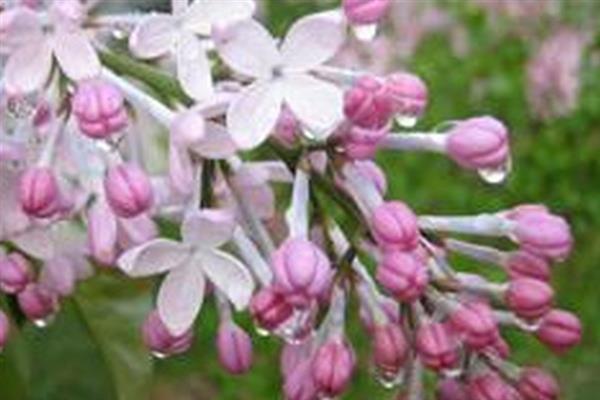 丁香花有毒吗，不含毒素但香味浓郁不宜养在室内