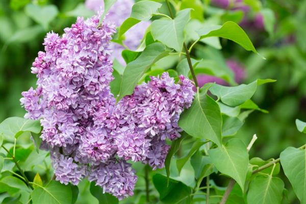 丁香花有毒吗，不含毒素但香味浓郁不宜养在室内