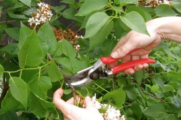 丁香花有毒吗，不含毒素但香味浓郁不宜养在室内