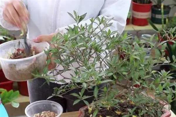 丁香花有毒吗，不含毒素但香味浓郁不宜养在室内