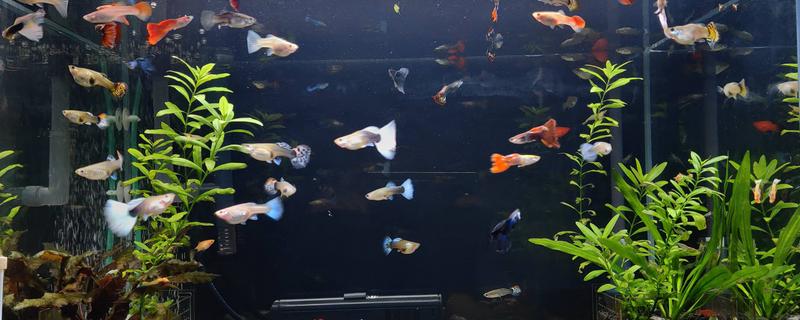 鱼缸不循环的原因，停电、水管道堵塞、过滤材料堵塞等因素都会导致