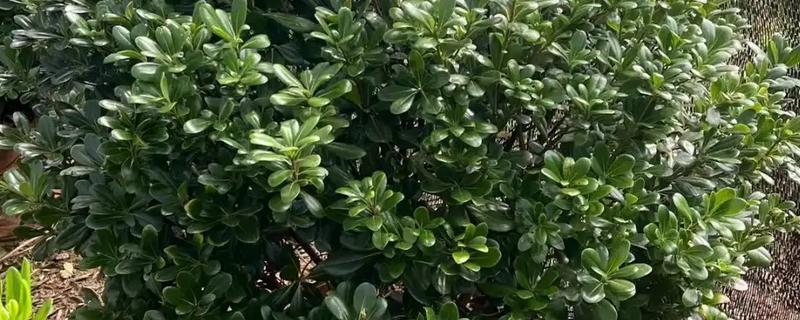 盆栽海桐怎么养殖，生长季节每隔2-3周施一次肥