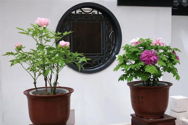 盆栽牡丹花的入室时间，夏季、冬季均要放在室内养护