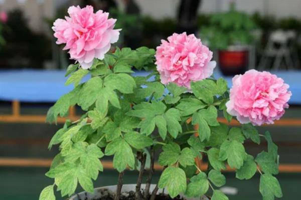盆栽牡丹花的入室时间，夏季、冬季均要放在室内养护