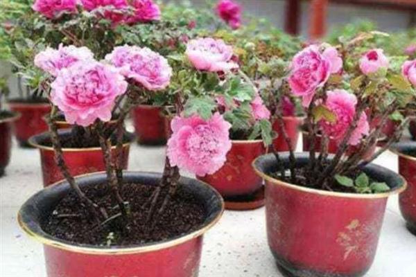 盆栽牡丹花的入室时间，夏季、冬季均要放在室内养护